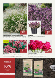 Pflanzen Kölle Prospekt - Die besten Preise für den Garten - Seite 2