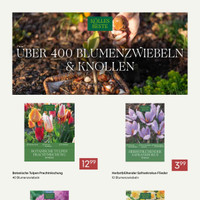 Pflanzen Kölle Prospekt Seite 11