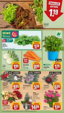 REWE Prospekt - Angebote ab 10.11.
