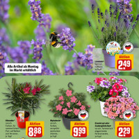 REWE Prospekt Seite 7