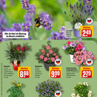 REWE Prospekt Seite 2