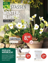 Gartencenter Stassen Prospekt - Winterblüher