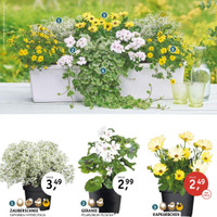 Blumenhaus Fritzsche Prospekt Seite 3