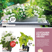 Blumenhaus Fritzsche Prospekt Seite 9