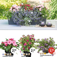 Blumenhaus Fritzsche Prospekt Seite 10