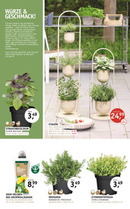 Blumenhaus Fritzsche Prospekt - Angebote ab 25.04.