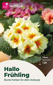 Familiengärtnerei Woelk Prospekt - Angebote ab 27.02.