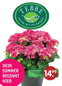 Pflanzen Tebbe Prospekt - Hortensien-Busch