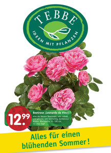 Pflanzen Tebbe Prospekt - Alles für einen blühenden Sommer