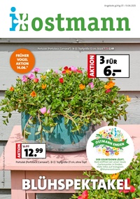 Blumen Ostmann Prospekt - Angebote ab 06.06.