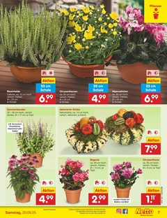 Netto Marken-Discount Prospekt - Angebote ab 15.09.
