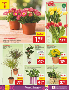 Netto Marken-Discount Prospekt - Angebote ab 02.02.