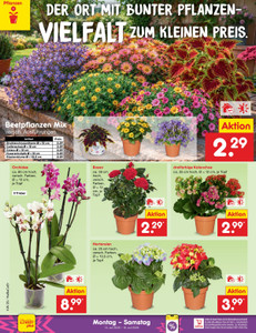Netto Marken-Discount Prospekt - Angebote ab 13.07.