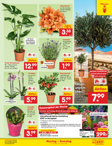 Netto Marken-Discount Prospekt - Angebote ab 27.07.