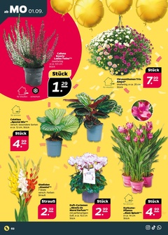 NETTO Prospekt - Angebote ab 01.09.