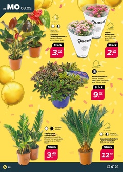 NETTO Prospekt - Angebote ab 08.09.
