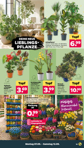 NETTO Prospekt - Angebote ab 07.09.