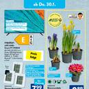 ALDI SÜD Prospekt - Blumen