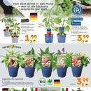 Globus Baumarkt Prospekt - Obst & Gemüse