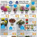 Globus Baumarkt Prospekt - Blumen