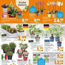 Globus Baumarkt Prospekt - Obst & Gemüse