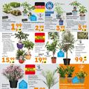 Globus Baumarkt Prospekt - Blumen