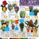 Globus Baumarkt Prospekt - Blumen
