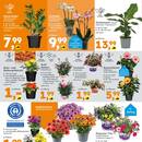 Globus Baumarkt Prospekt - Blumen zum Muttertag Angebote