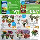Globus Baumarkt Prospekt - Blumen