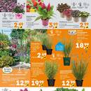 Globus Baumarkt Prospekt - Blumen