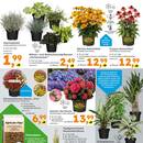 Globus Baumarkt Prospekt - Blumen