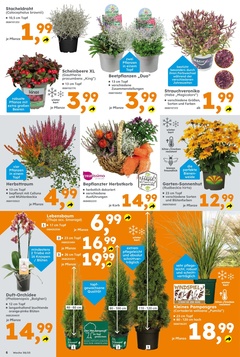 Globus Baumarkt Prospekt - Angebote ab 15.09.
