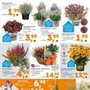 Globus Baumarkt Prospekt - Blumen