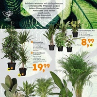 Globus Baumarkt Prospekt - Blumen