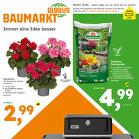Globus Baumarkt Prospekt - Blumen