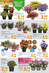 Globus Baumarkt Prospekt - Angebote ab 01.06.