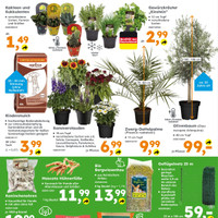 Globus Baumarkt Prospekt - Blumen