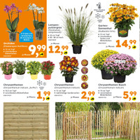 Globus Baumarkt Prospekt - Blumen