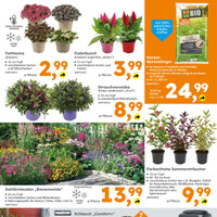 Globus Baumarkt Prospekt - Blumen