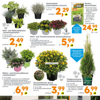 Globus Baumarkt Prospekt - Blumen