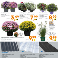 Globus Baumarkt Prospekt - Blumen