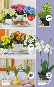 Gärtnerei Schliebener Prospekt - Angebote ab 05.03.