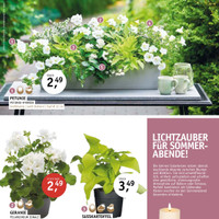 Gärtnerei Schliebener Prospekt Seite 13