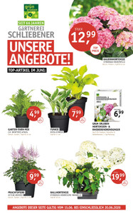 Gärtnerei Schliebener Prospekt - Angebote ab 14.06.