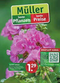Gartencenter Müller Prospekt - Müller: beste Pflanzen - beste Preise.
