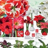 BAUHAUS Prospekt - Blumen