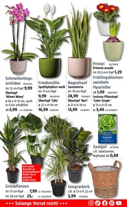 BAUHAUS Prospekt - Januar 2026