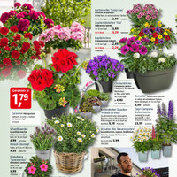 BAUHAUS Prospekt - Blumen