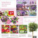 Gartencenter Augsburg Prospekt Seite 2