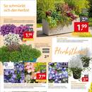 Gartencenter Augsburg Prospekt Seite 2